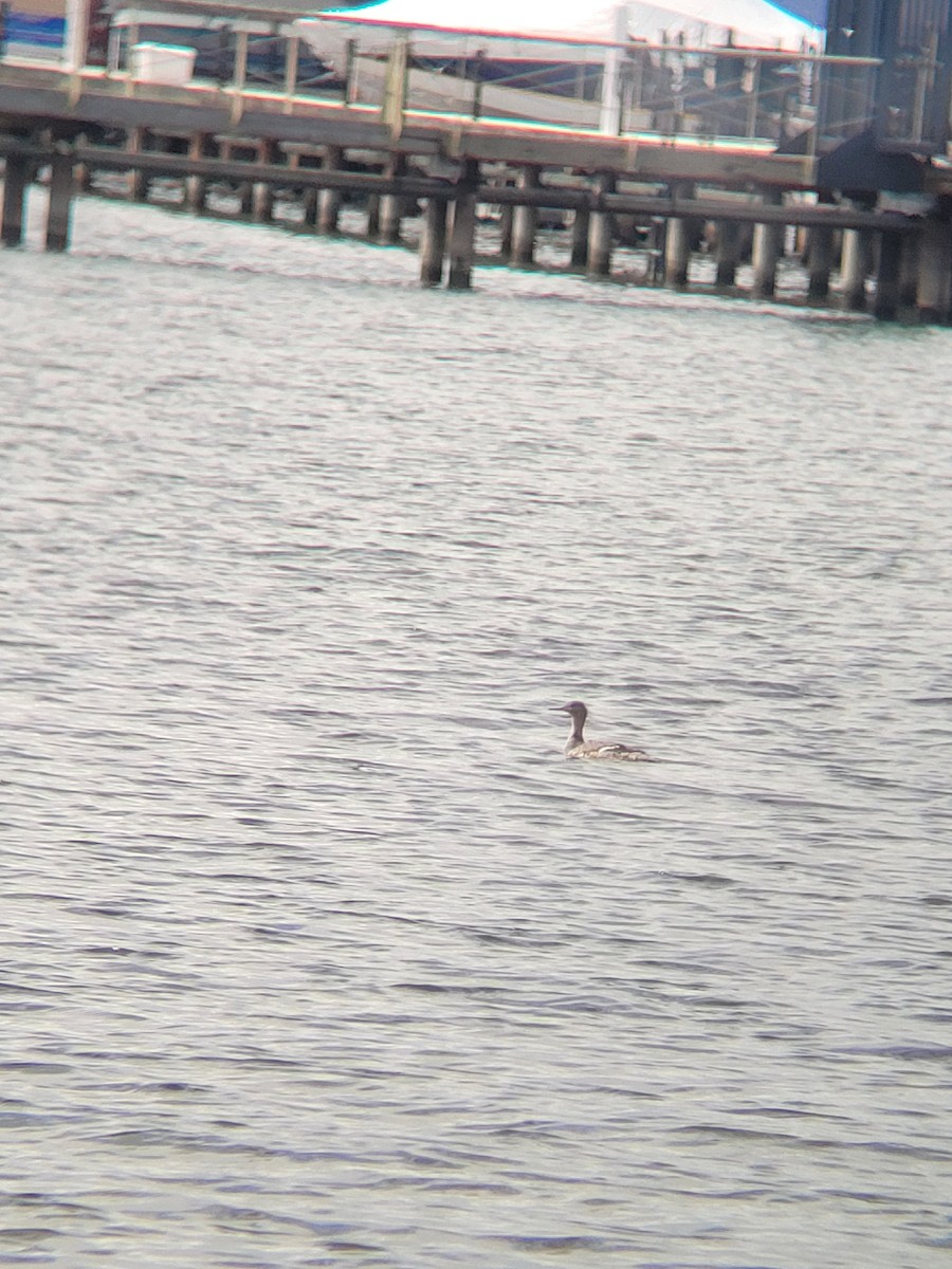 Red-breasted Merganser - ML619467136