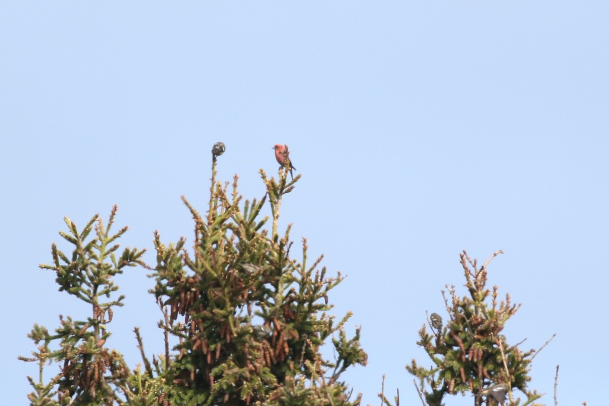White-winged Crossbill - Lily Morello
