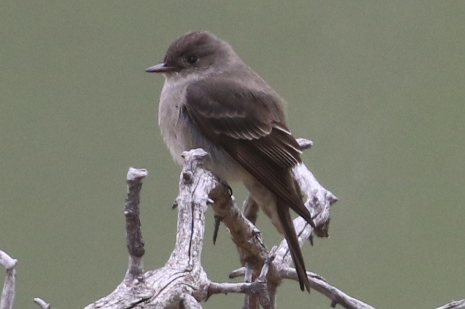 Western Wood-Pewee - Curtis Dowhaniuk