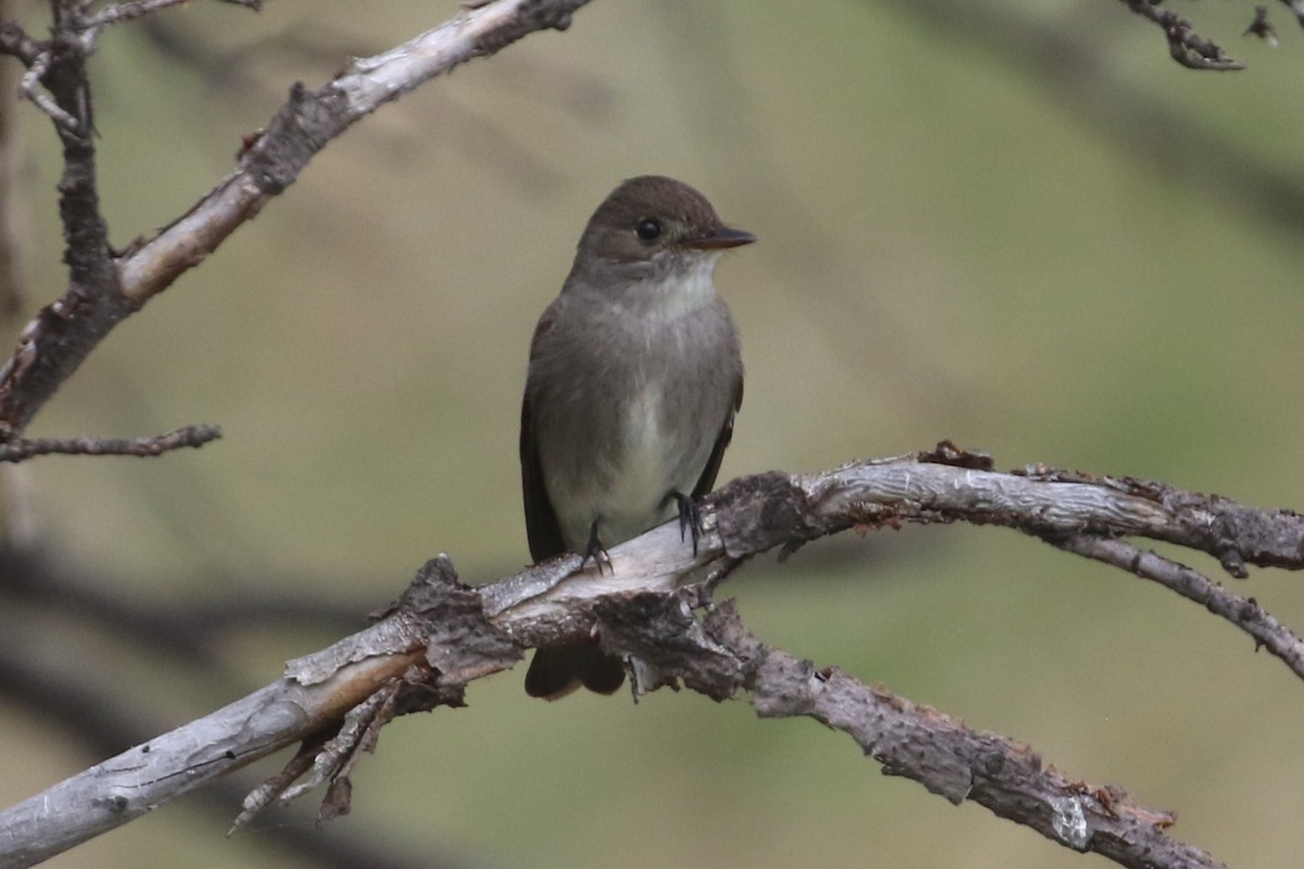 Western Wood-Pewee - Curtis Dowhaniuk