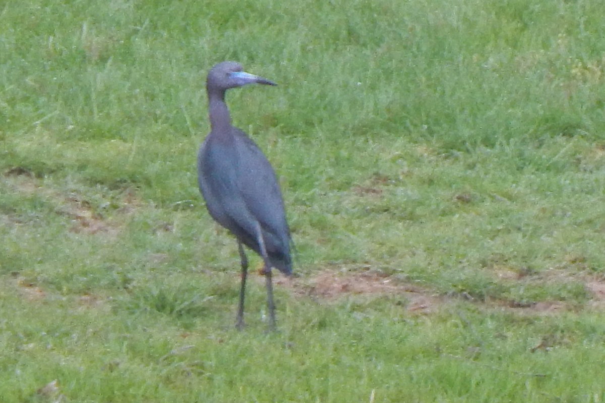 Little Blue Heron - Sarah Taylor