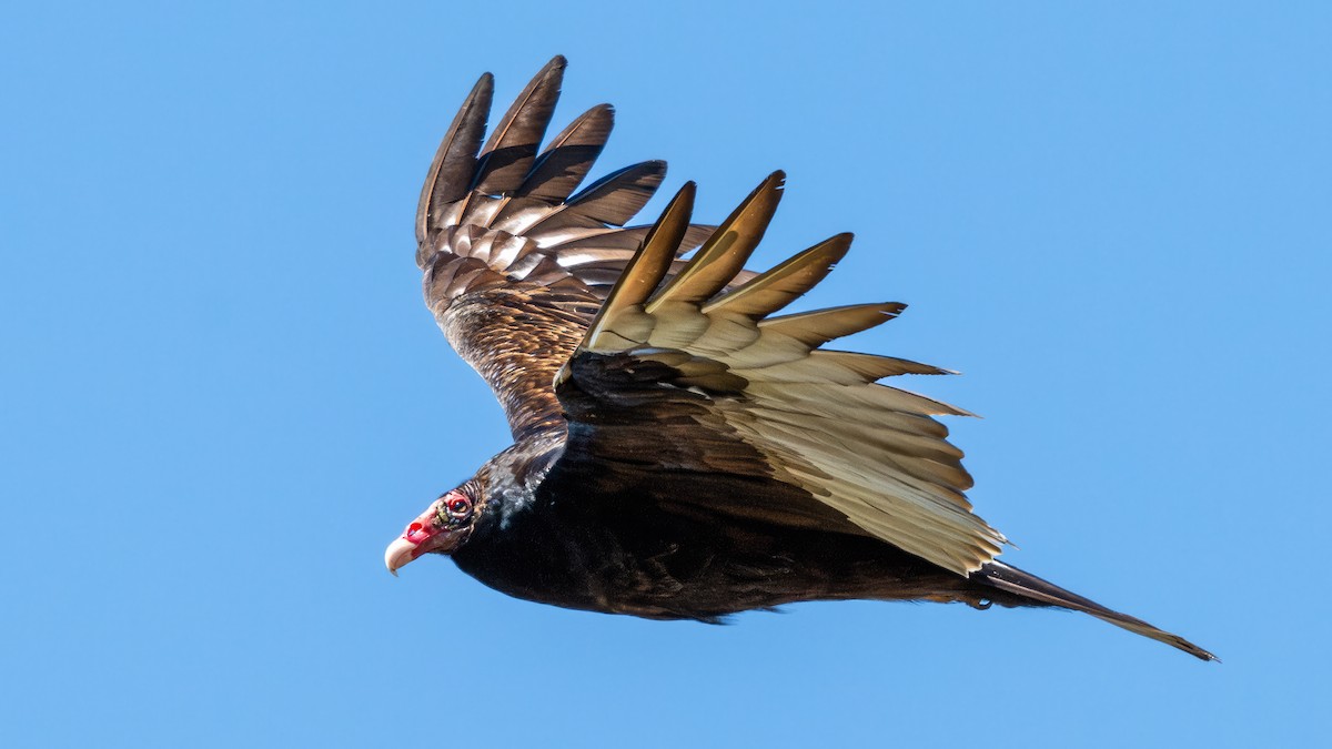 Turkey Vulture - Tom Hudson