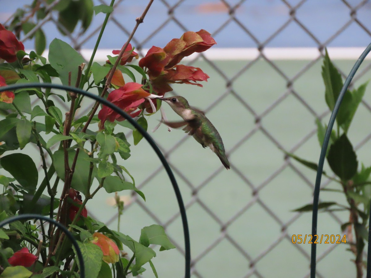 Ruby-throated Hummingbird - Susan Leake