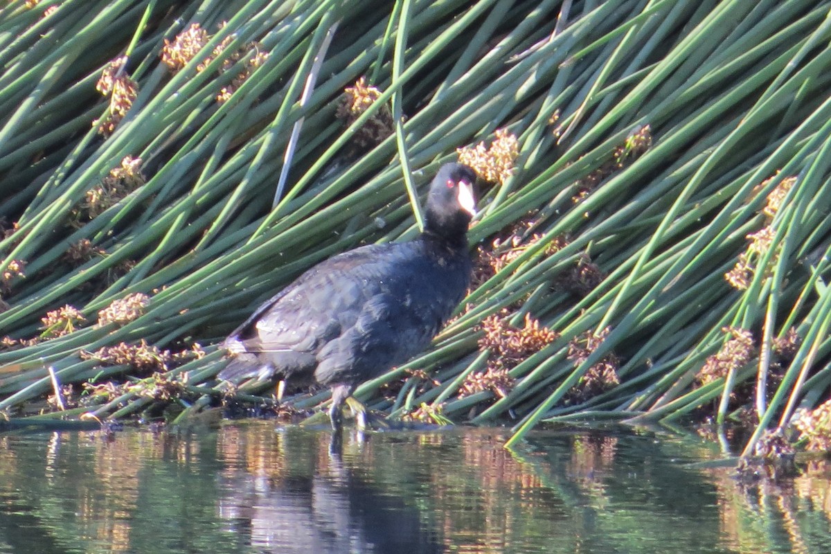 American Coot - Alan Collier