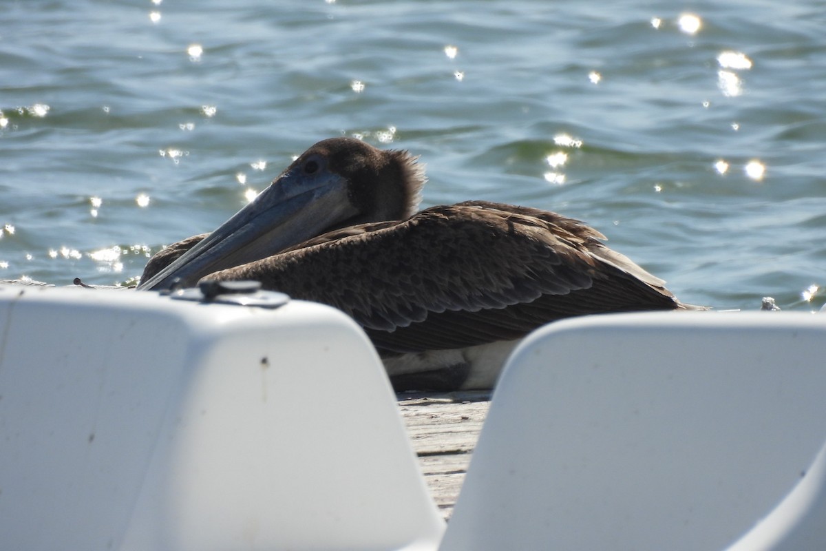 Brown Pelican - Bret Elgersma