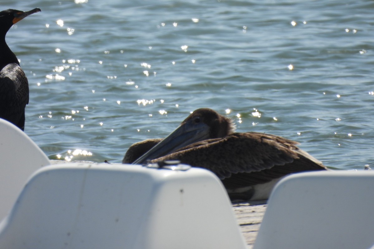 Brown Pelican - Bret Elgersma