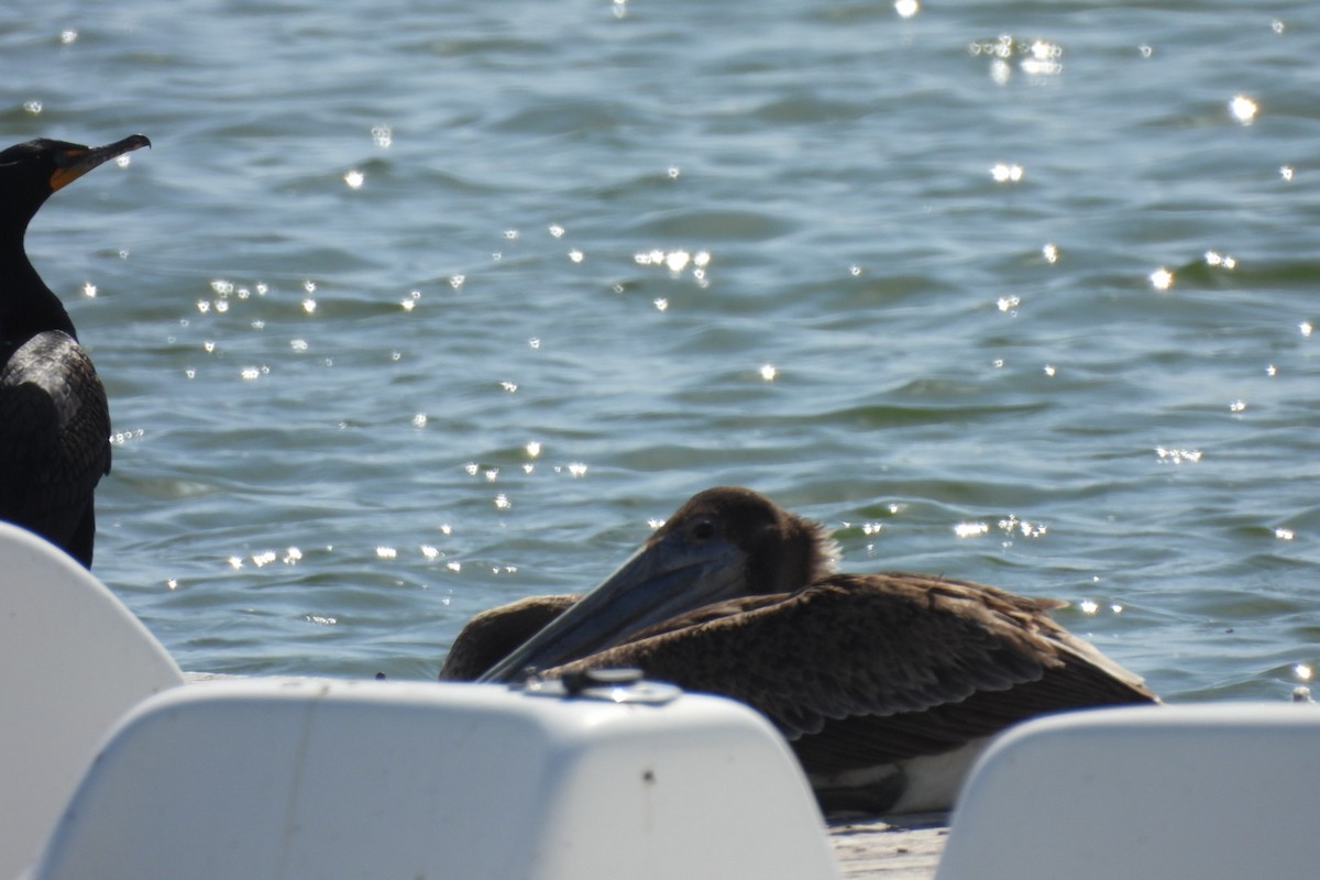 Brown Pelican - Bret Elgersma