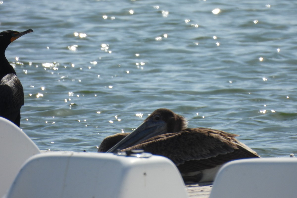 Brown Pelican - Bret Elgersma