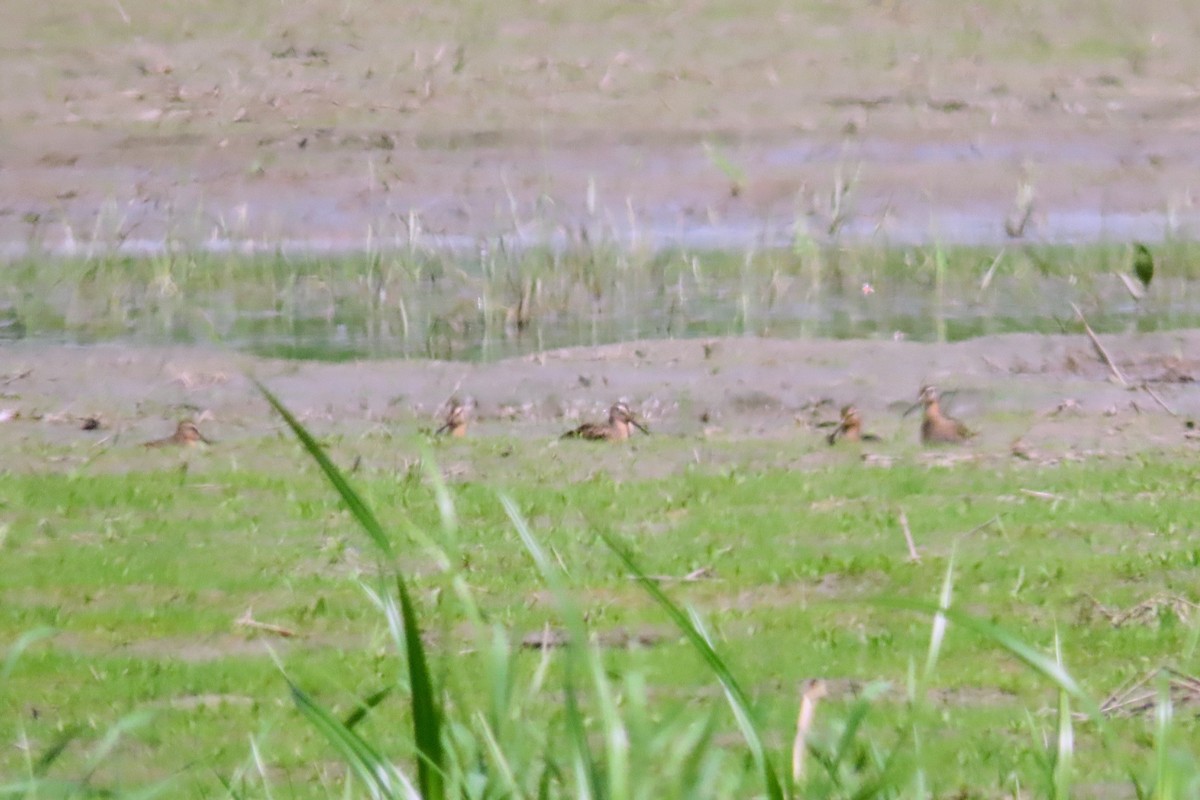 Short-billed Dowitcher - Johanne Simard