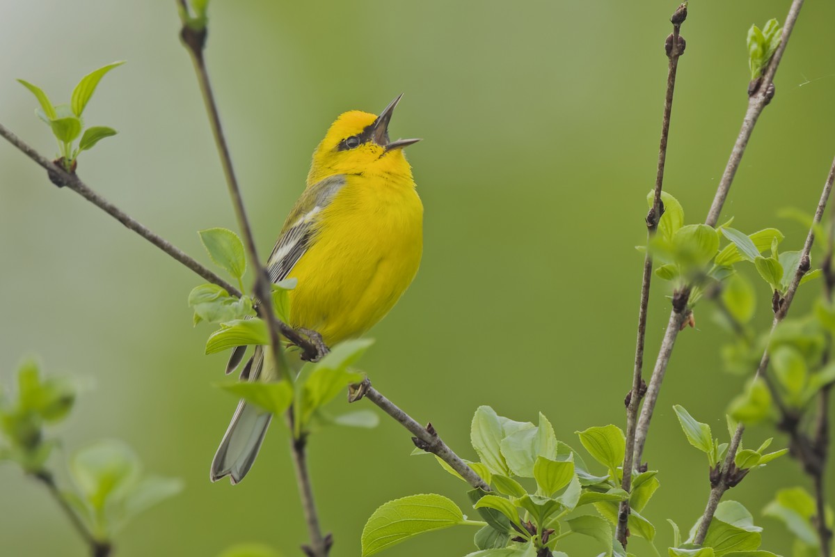 Blue-winged Warbler - David Guertin