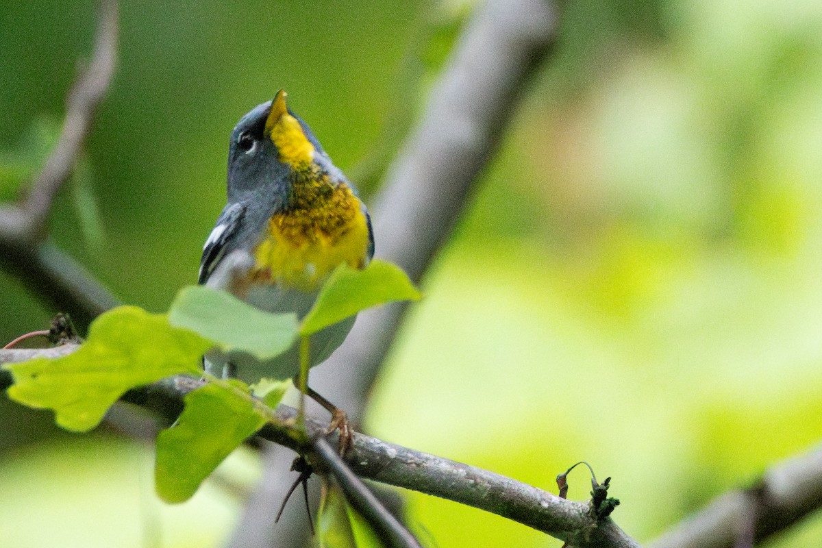 Northern Parula - Tom Blevins