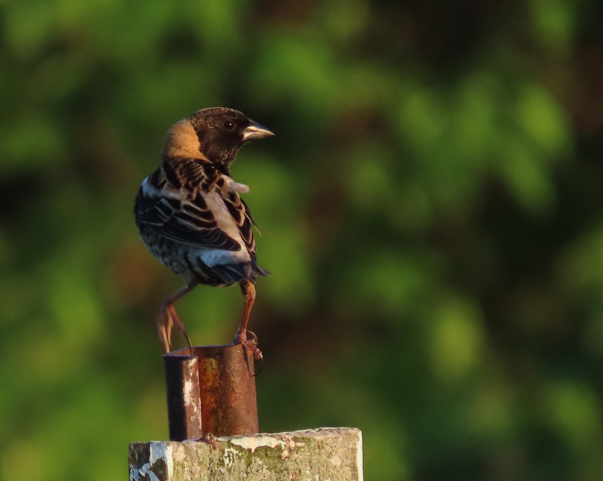 bobolink americký - ML619467182