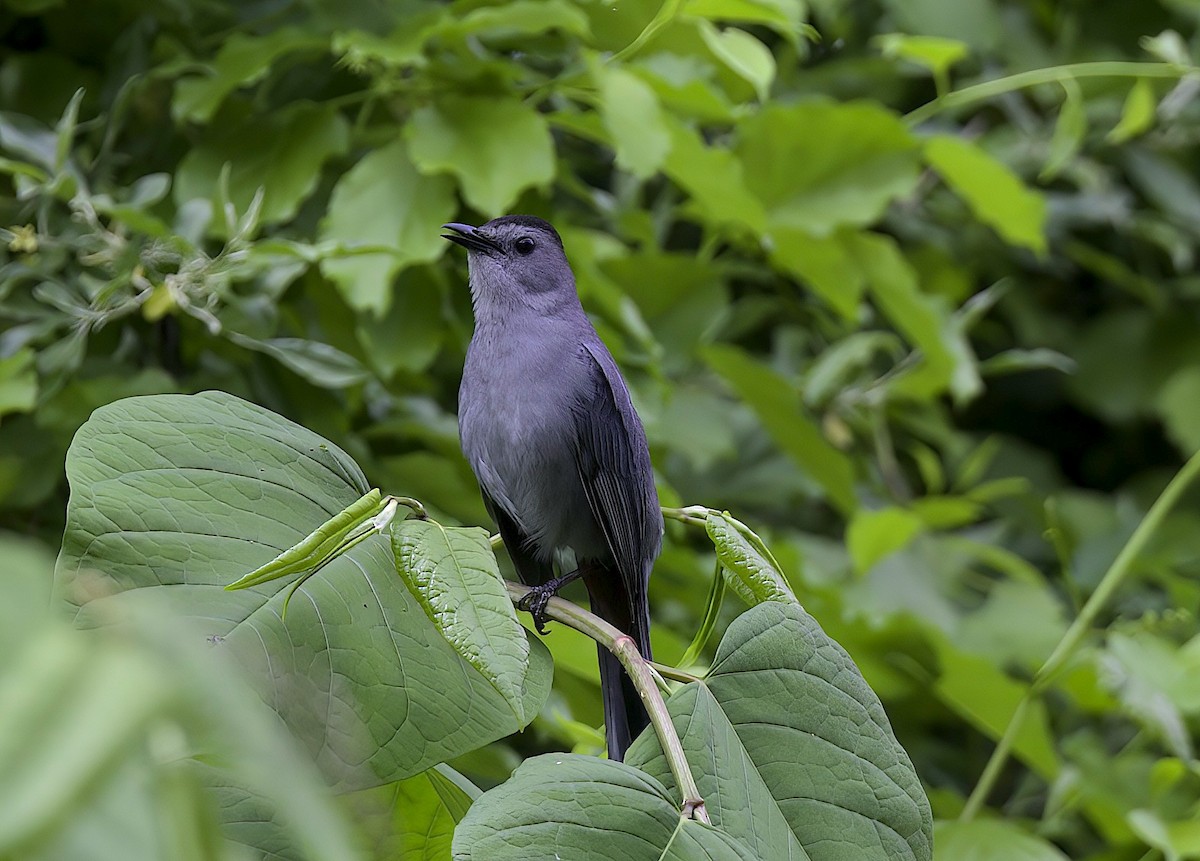 Gray Catbird - Mandy Talpas -Hawaii Bird Tours