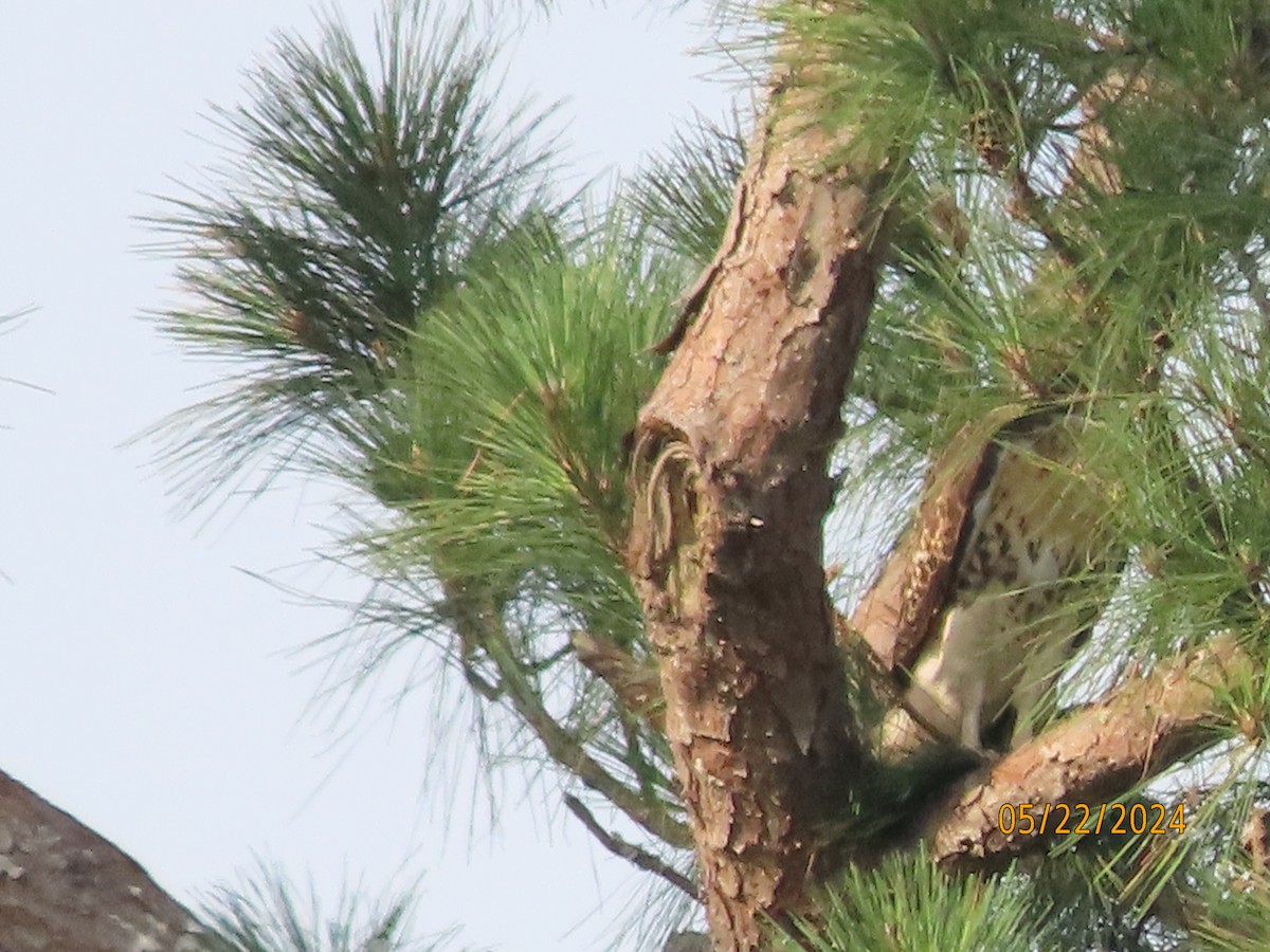 Red-tailed Hawk - Susan Leake