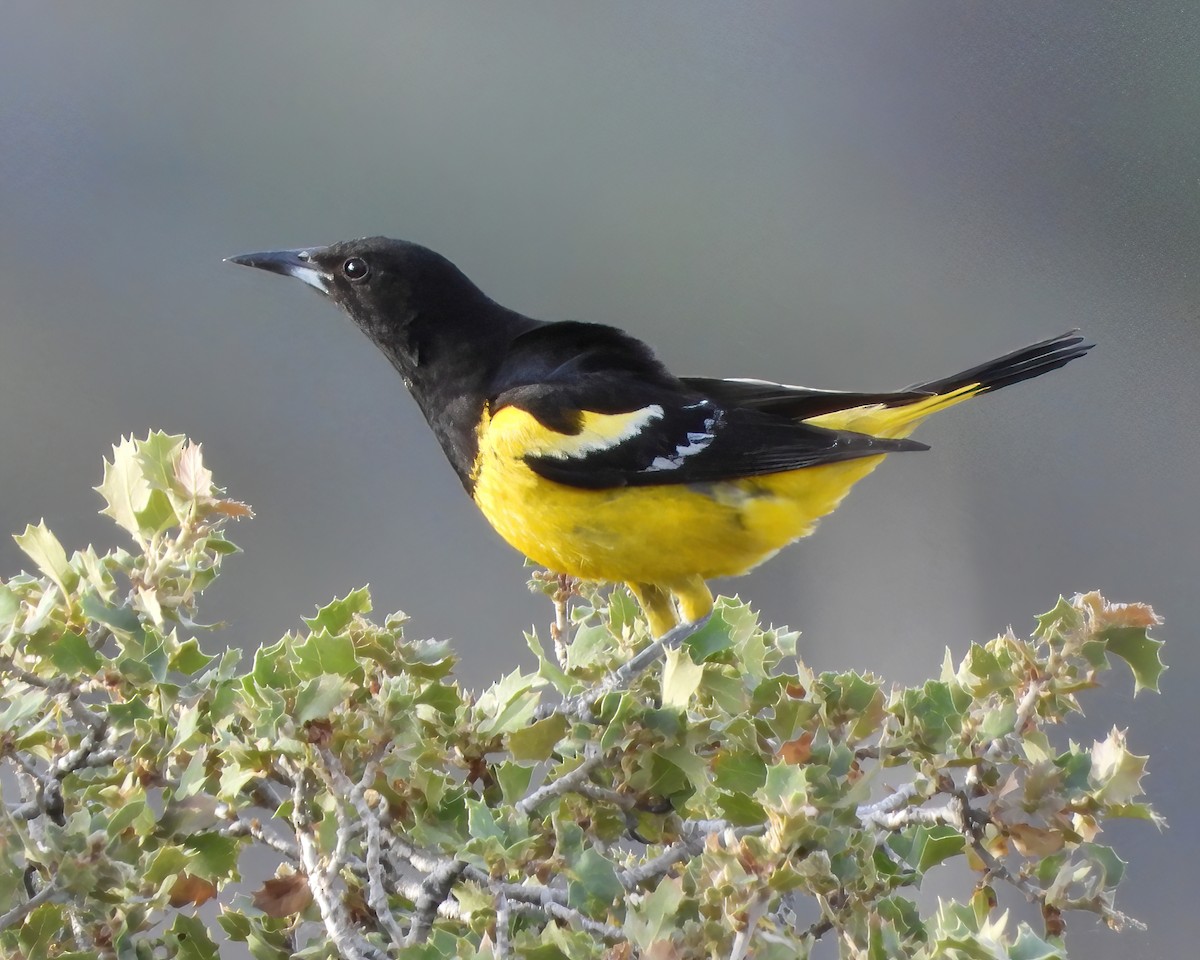 Scott's Oriole - Clayton  Peoples