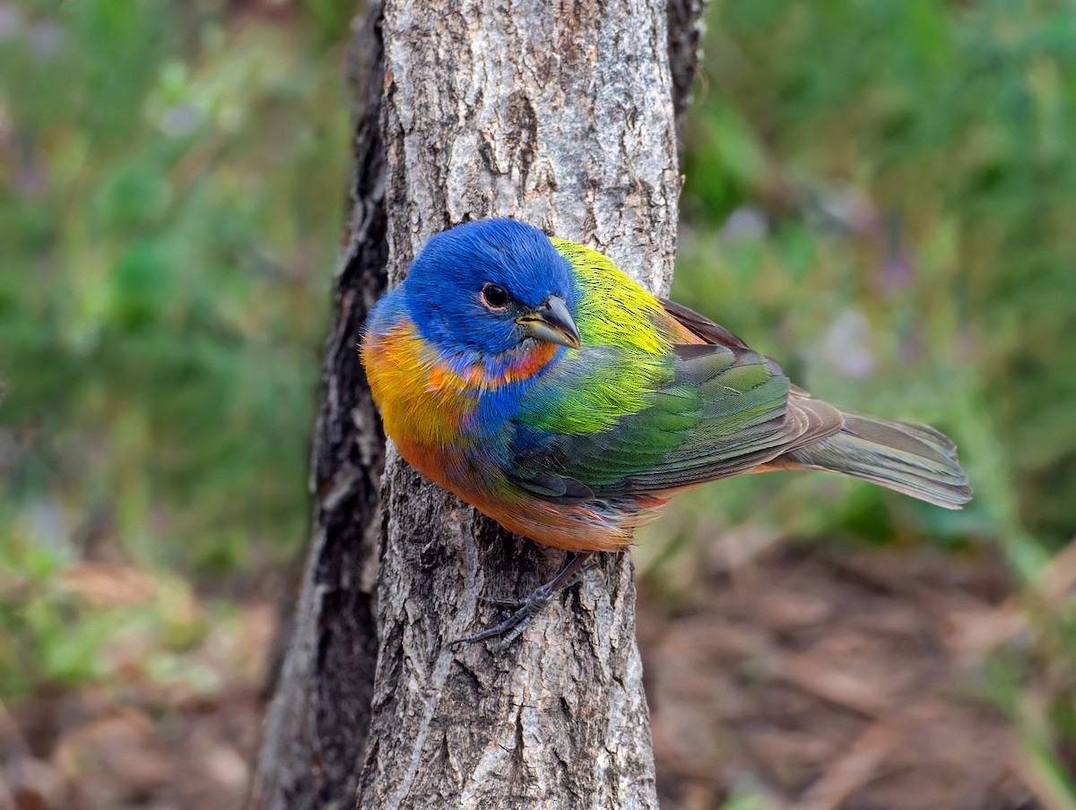 Painted Bunting - ML619467191