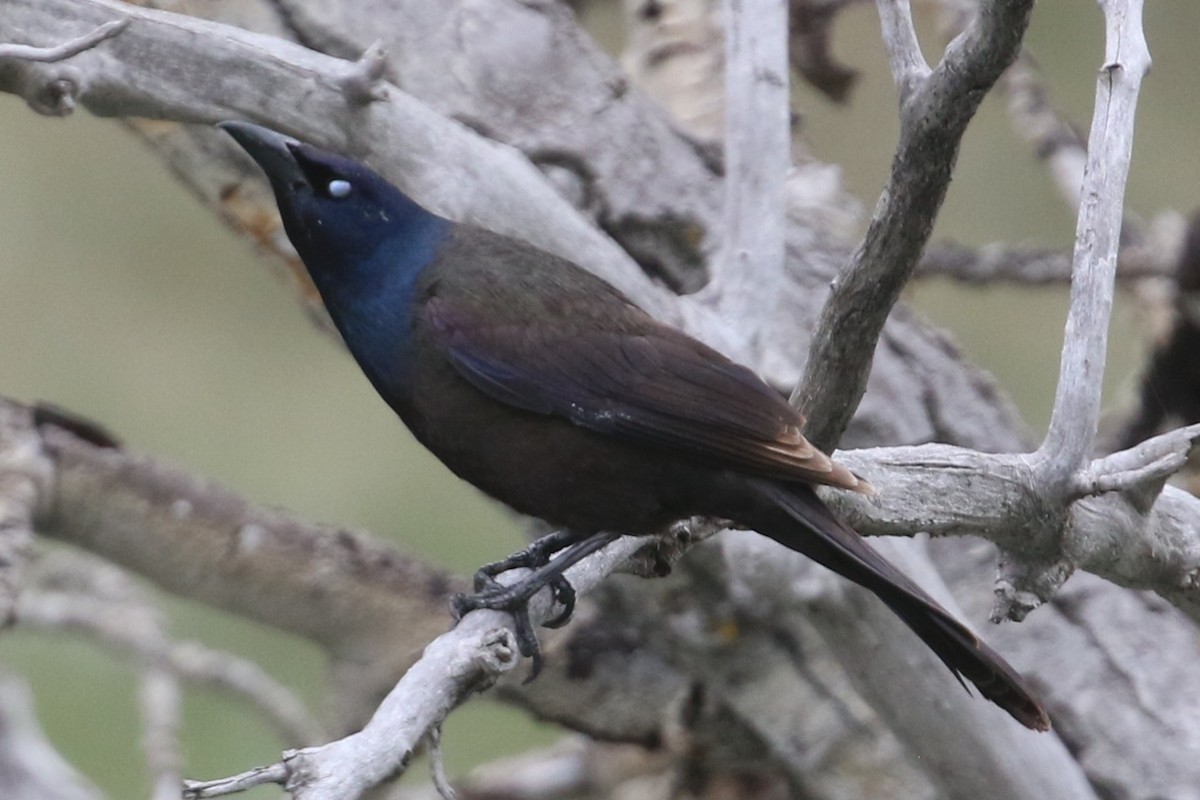 Common Grackle - Curtis Dowhaniuk