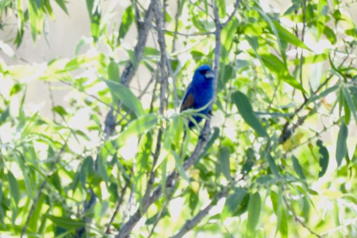 Blue Grosbeak - Bret Elgersma