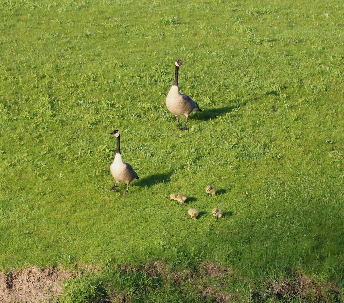 Canada Goose - Lisa Maier