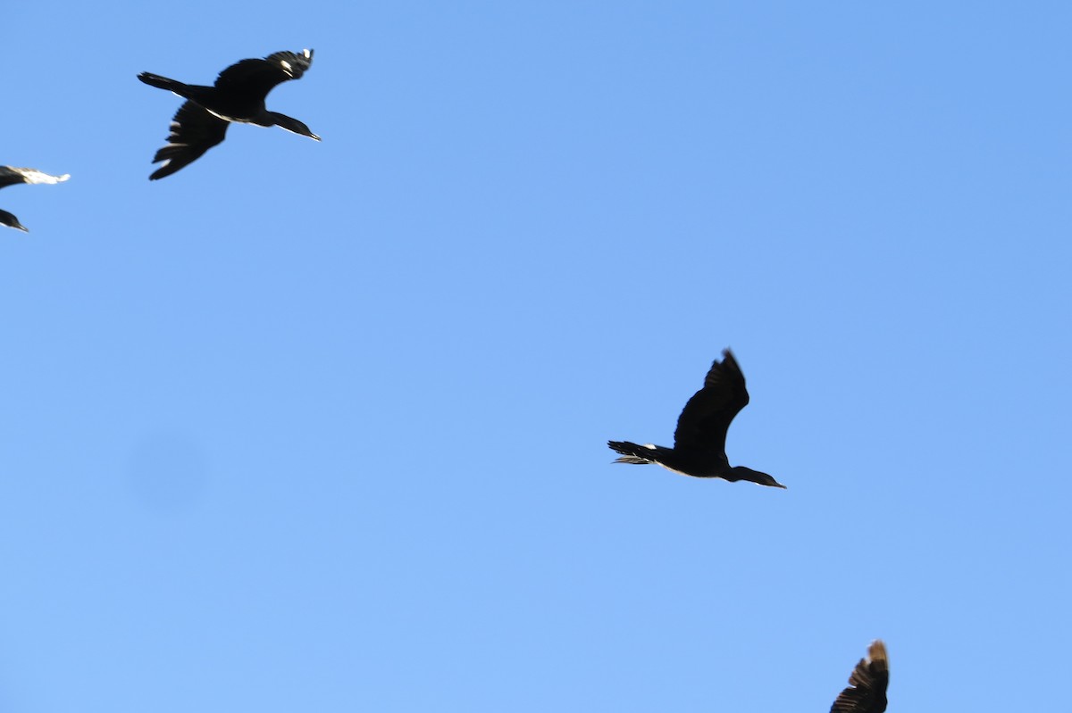 Neotropic Cormorant - Alan Collier