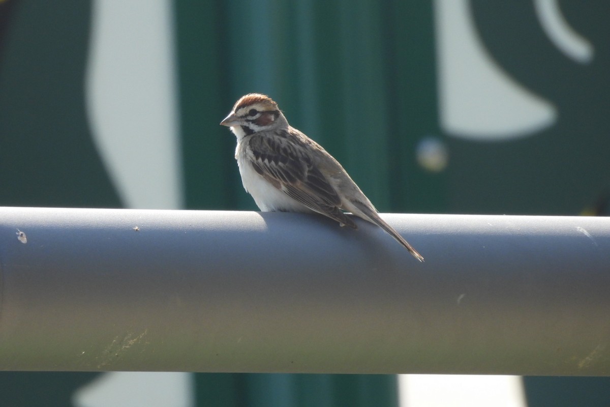 Lark Sparrow - Bret Elgersma