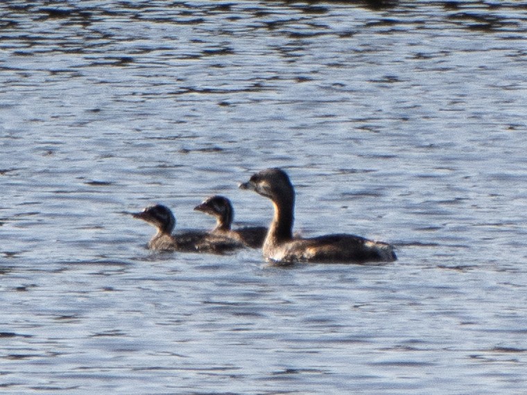 Pied-billed Grebe - Rene sun