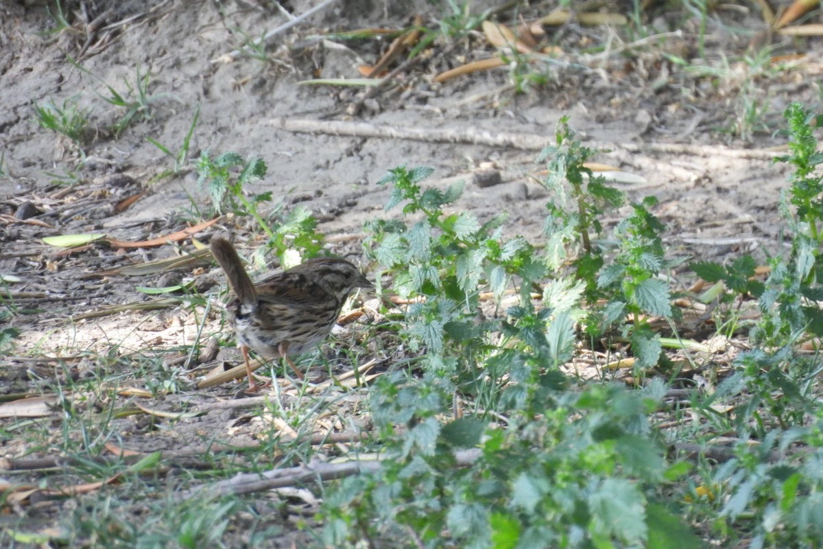 Song Sparrow - Bret Elgersma