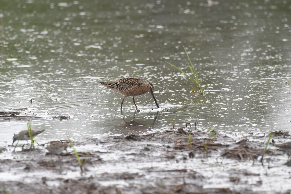 Short-billed Dowitcher - Ryne Rutherford