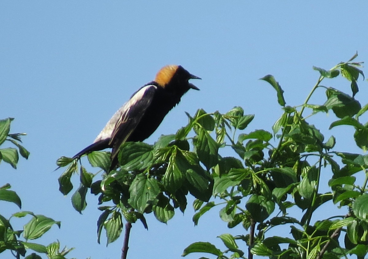 Bobolink - ML619467232