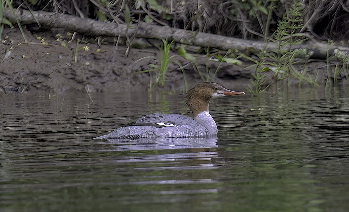 Common Merganser - Mandy Talpas -Hawaii Bird Tours