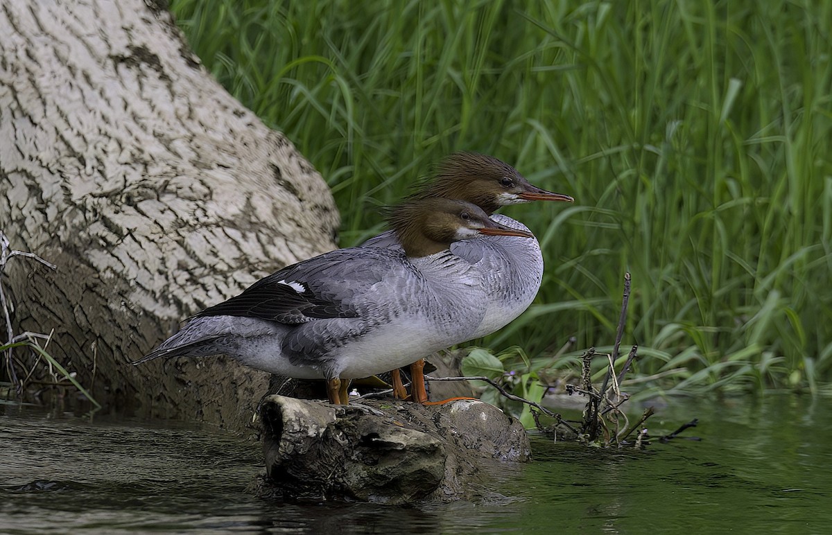 Common Merganser - Mandy Talpas -Hawaii Bird Tours