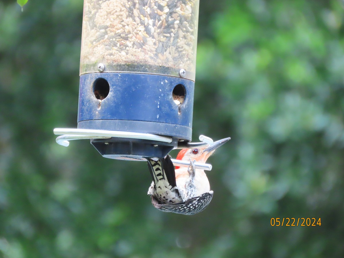 Red-bellied Woodpecker - Susan Leake