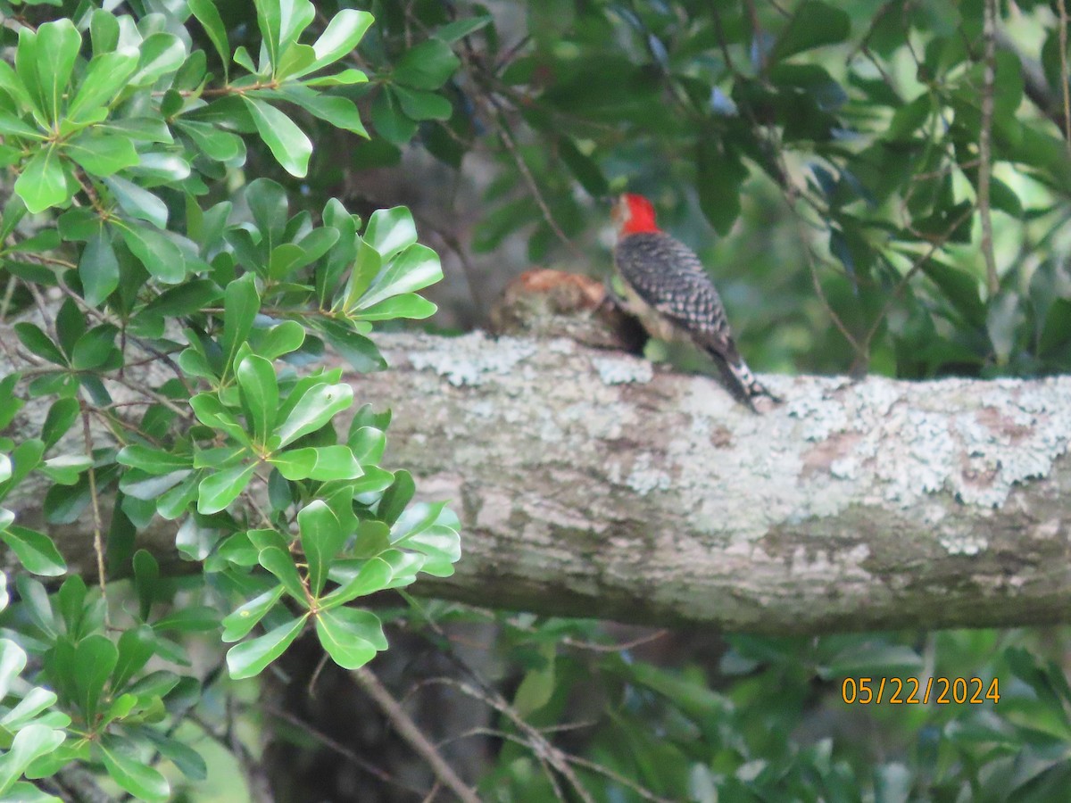 Red-bellied Woodpecker - Susan Leake