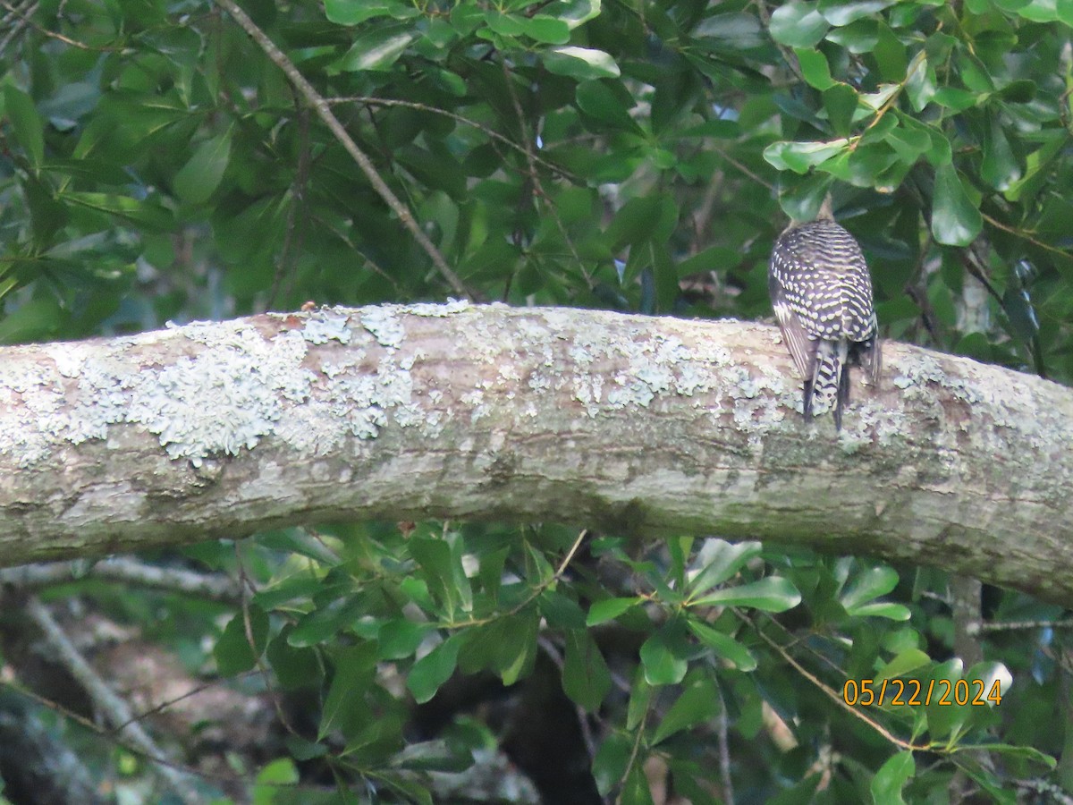 Red-bellied Woodpecker - Susan Leake