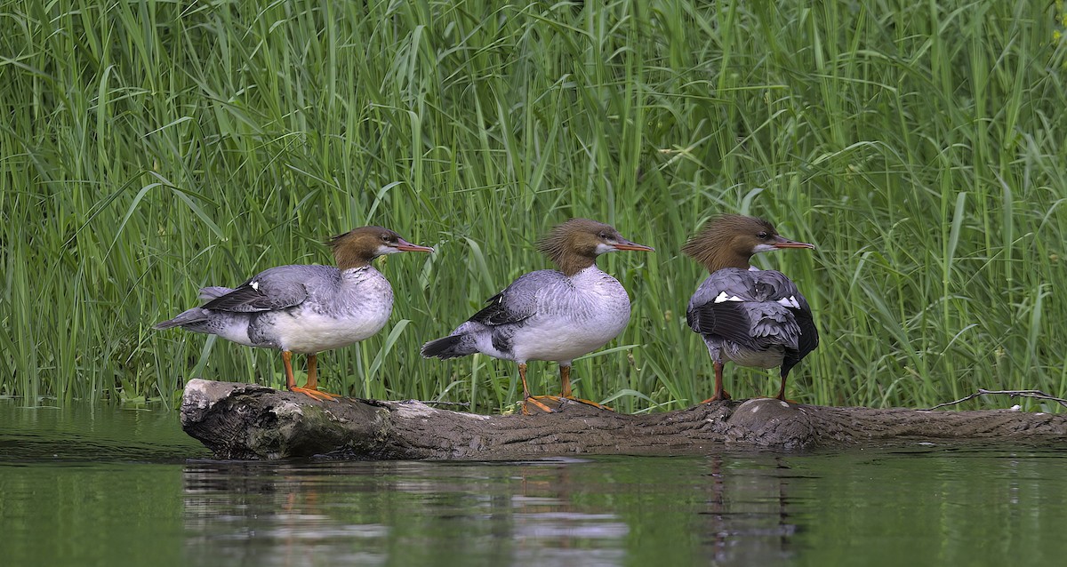 Common Merganser - Mandy Talpas -Hawaii Bird Tours