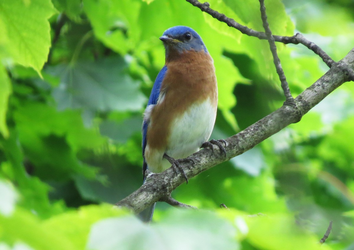 Eastern Bluebird - shelley seidman