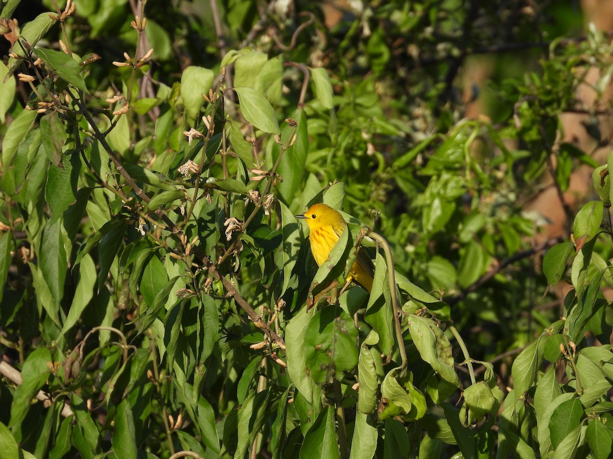 Yellow Warbler (Northern) - Sam Ivande