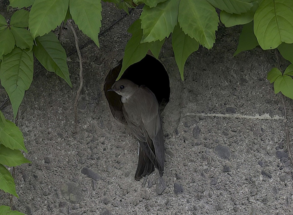 Northern Rough-winged Swallow - Mandy Talpas -Hawaii Bird Tours