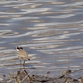 Semipalmated Plover - Theresa Pella