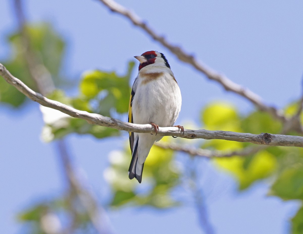 European Goldfinch - David McQuade