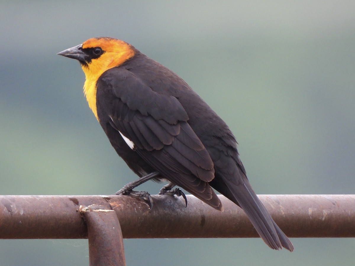 Yellow-headed Blackbird - Andrew Whetten