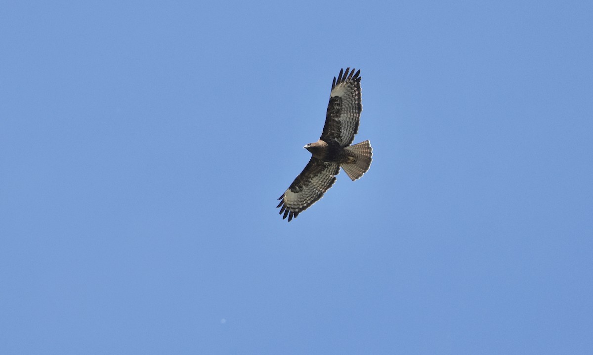 Red-tailed Hawk - Evan Larson