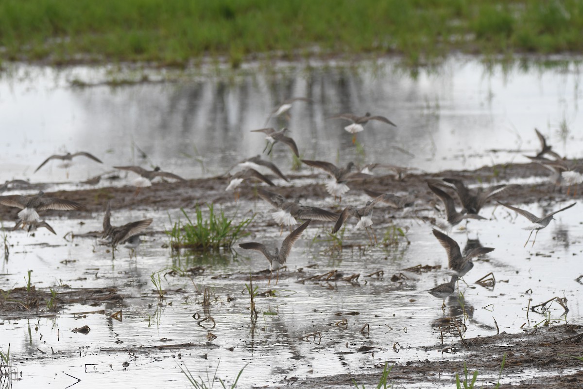 Lesser Yellowlegs - Ryne Rutherford