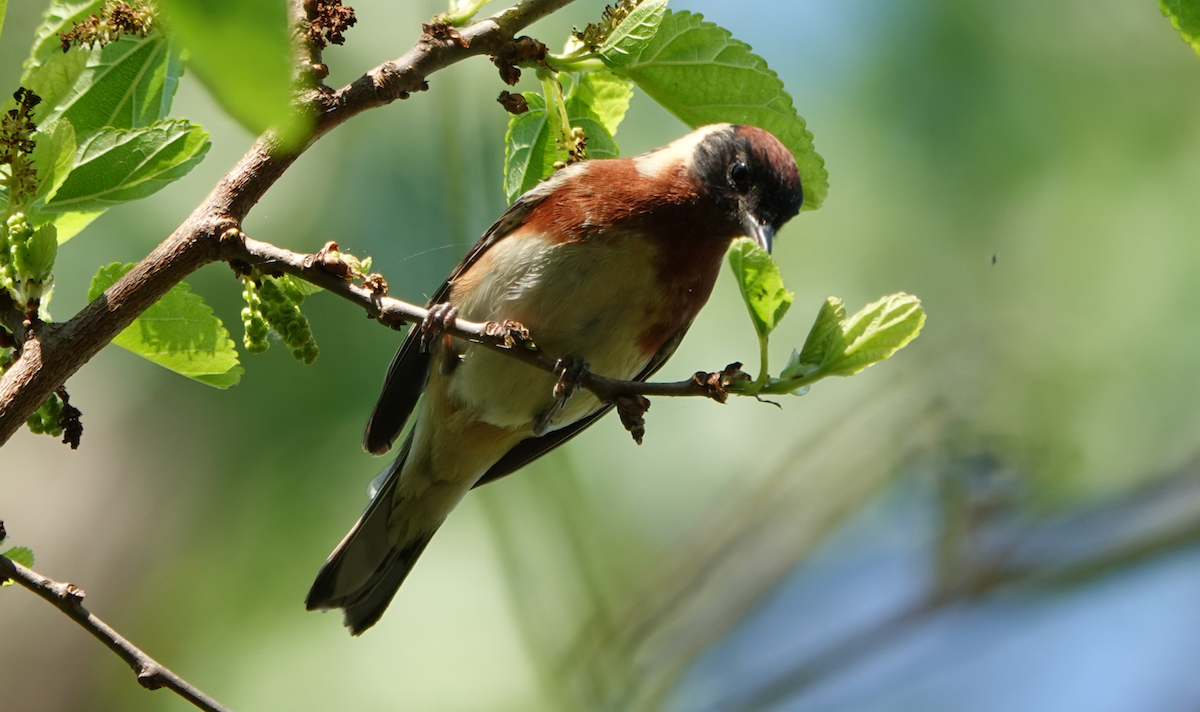 Bay-breasted Warbler - William Boyes