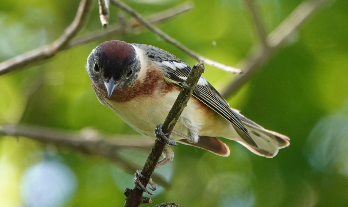 Bay-breasted Warbler - William Boyes