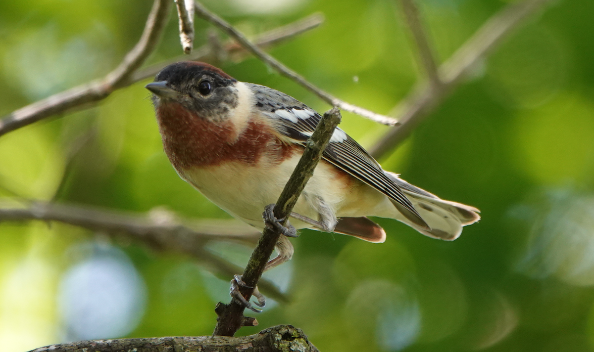 Bay-breasted Warbler - William Boyes