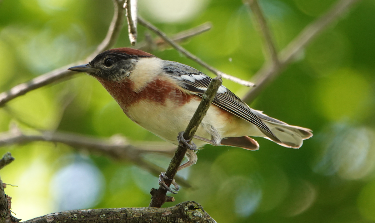 Bay-breasted Warbler - William Boyes