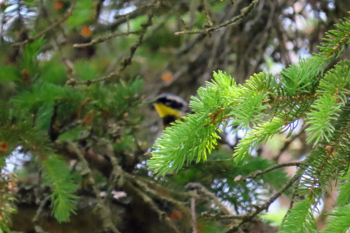 Magnolia Warbler - Johanne Simard