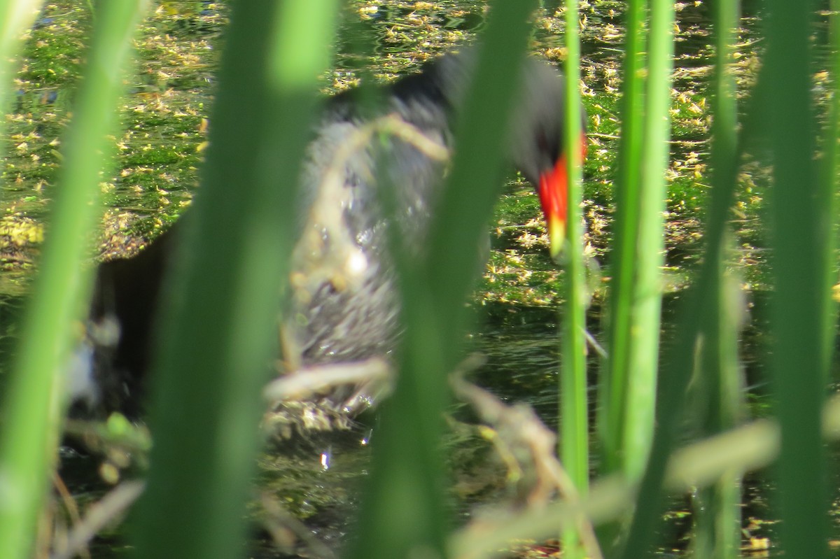 Common Gallinule - Alan Collier