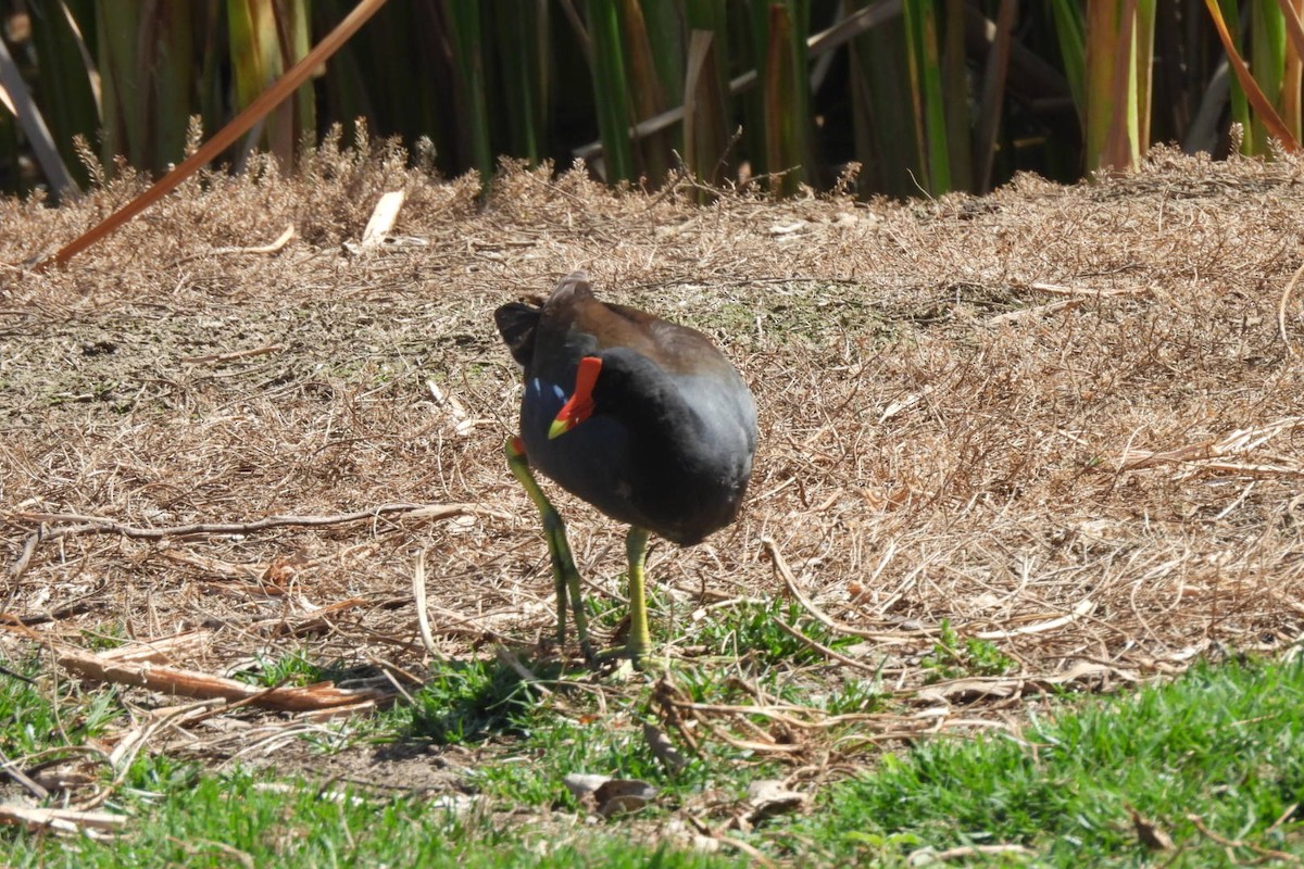 Common Gallinule - Bret Elgersma